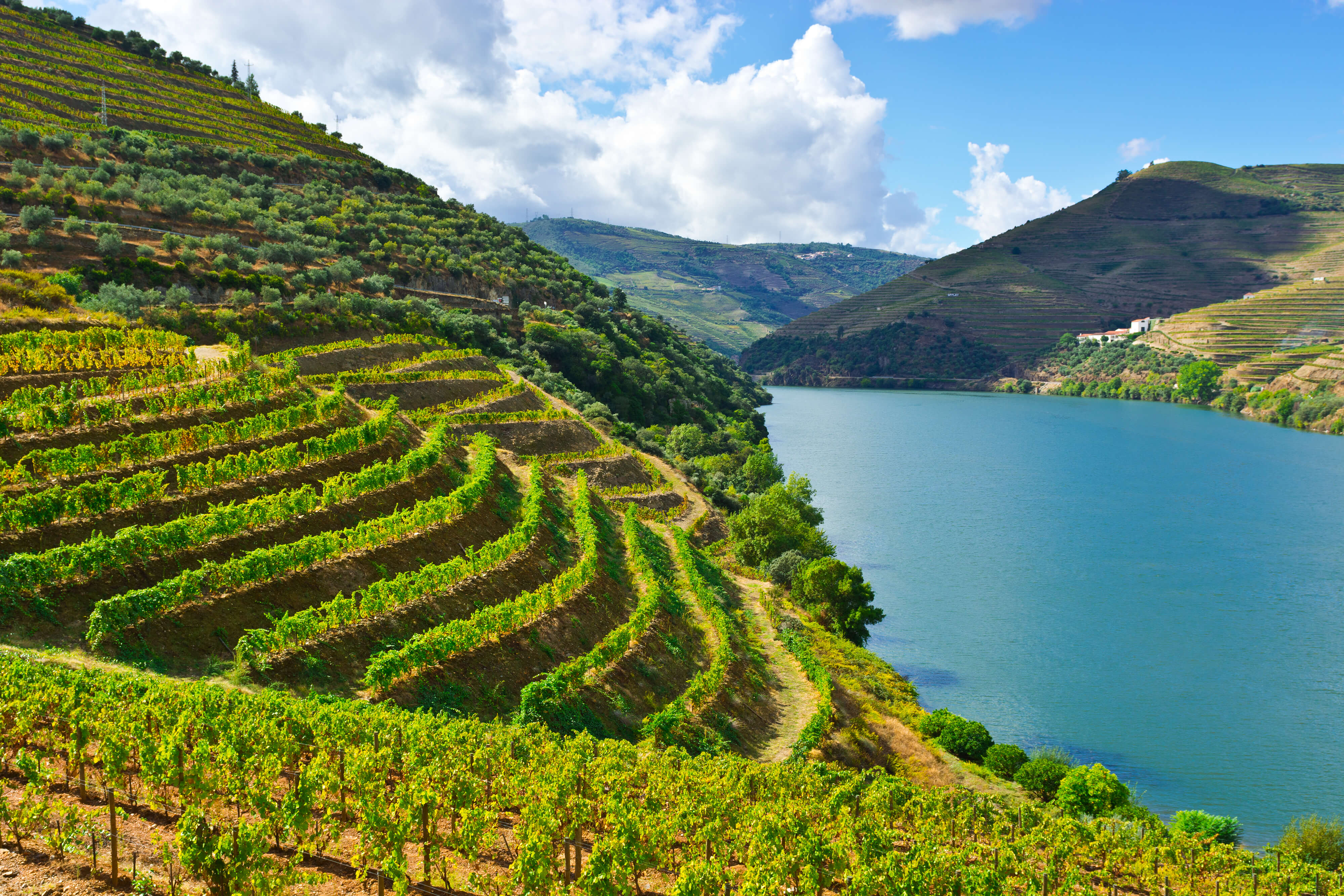 Wines of Earth vous invite à découvrir le vignoble du Portugal, un pays producteur en pleine révolution. Retrouvez aussi nos conseils de dégustation et notre sélection de vins portugais pour bien débuter votre initiation et partager ces quelques pépites œnologiques avec vos proches.